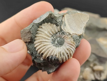 AAM0024 Аммониты и меловая живность на породе малая